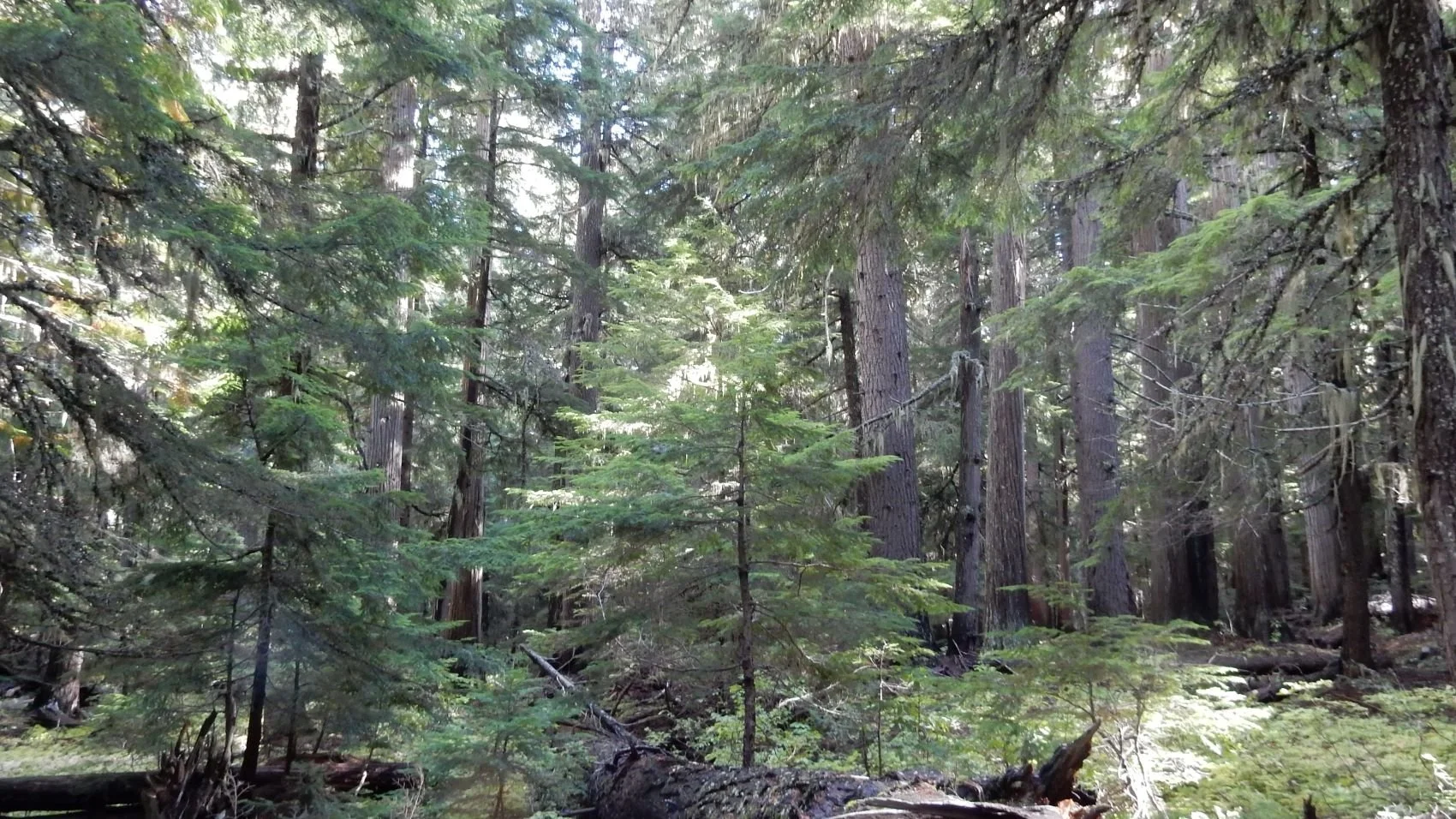 Climate: Proforestation vs. more old-growth logging