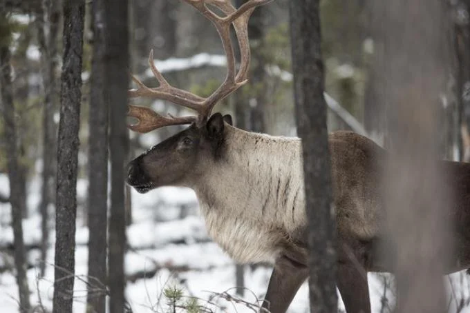 VWS says BC Timber Sales plan threatens Central Selkirk Caribou