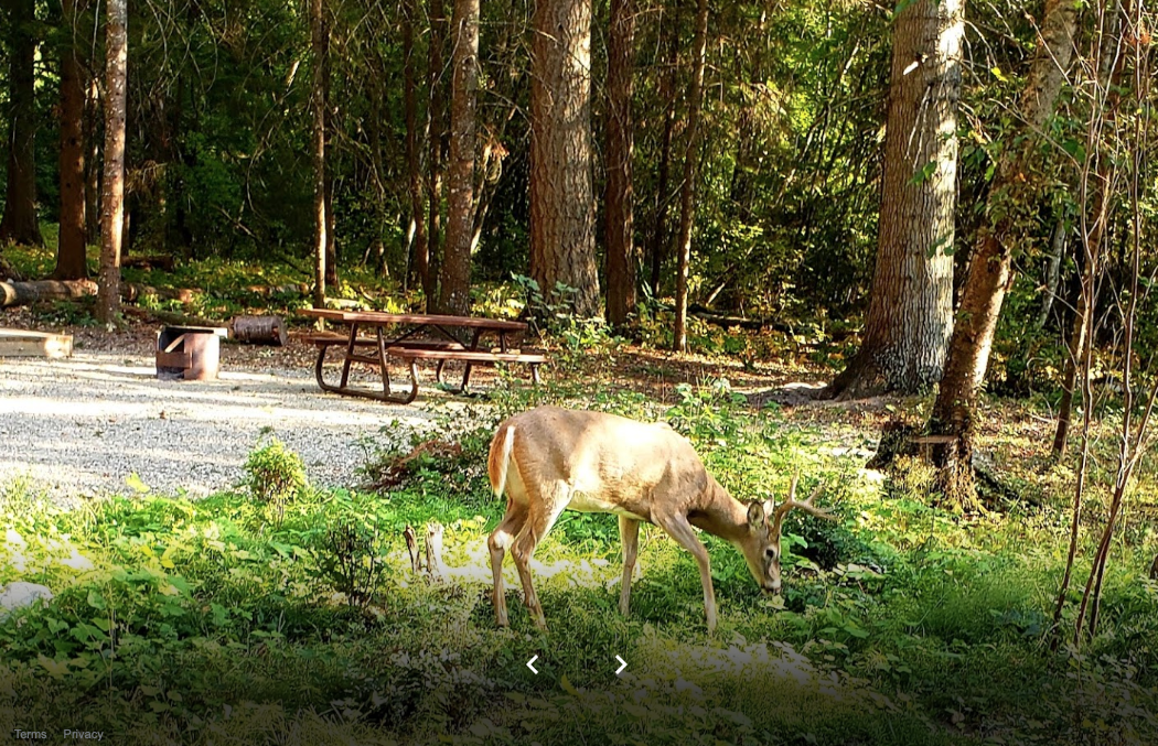 Discover Camping reservation service opens March 8 for BC residents