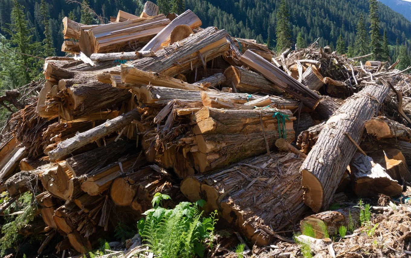 Op/Ed: Old growth, forestry jobs in steep decline