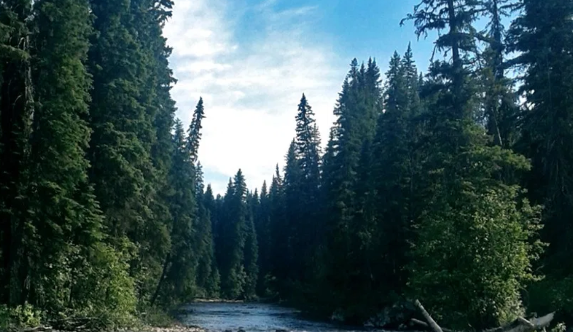 Grand Forks Residents Call for New Forest Act