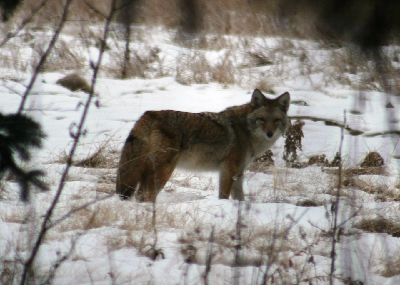 Nature Conservancy of Canada offers perspective on wildlife sighting increase across country