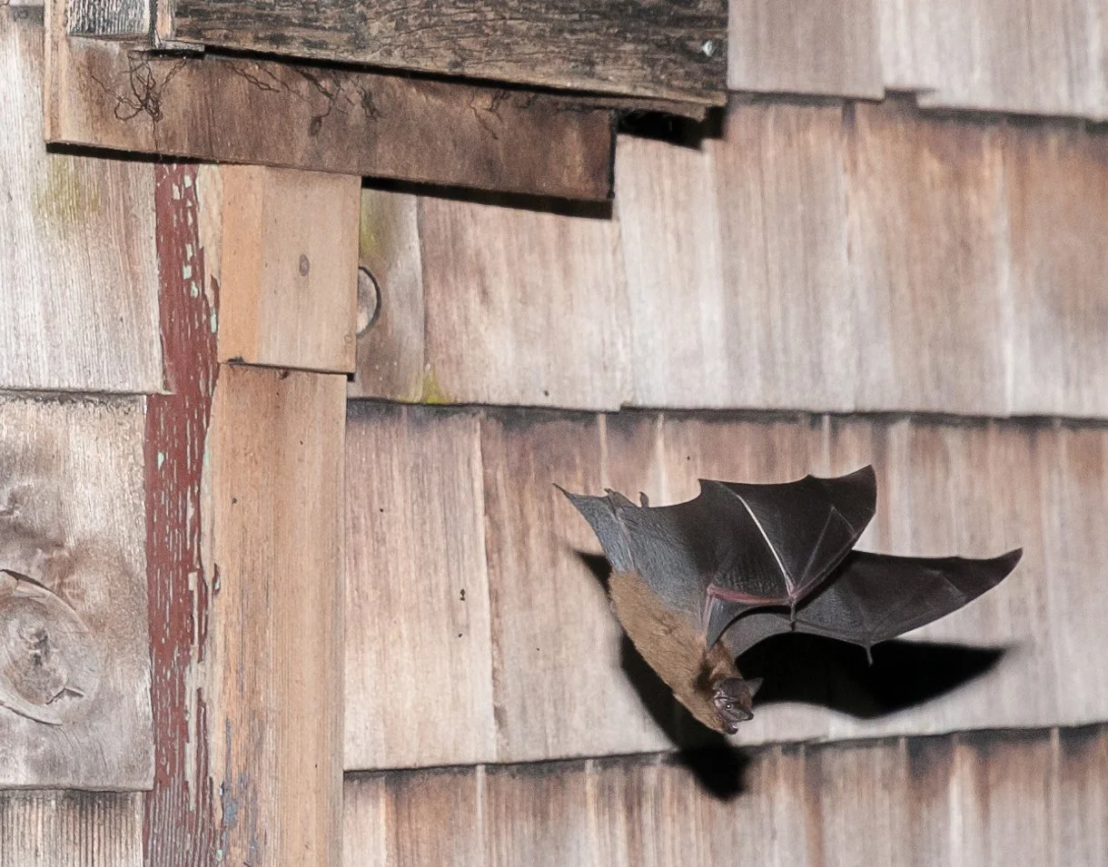Public assistance required to count bats and find roosts