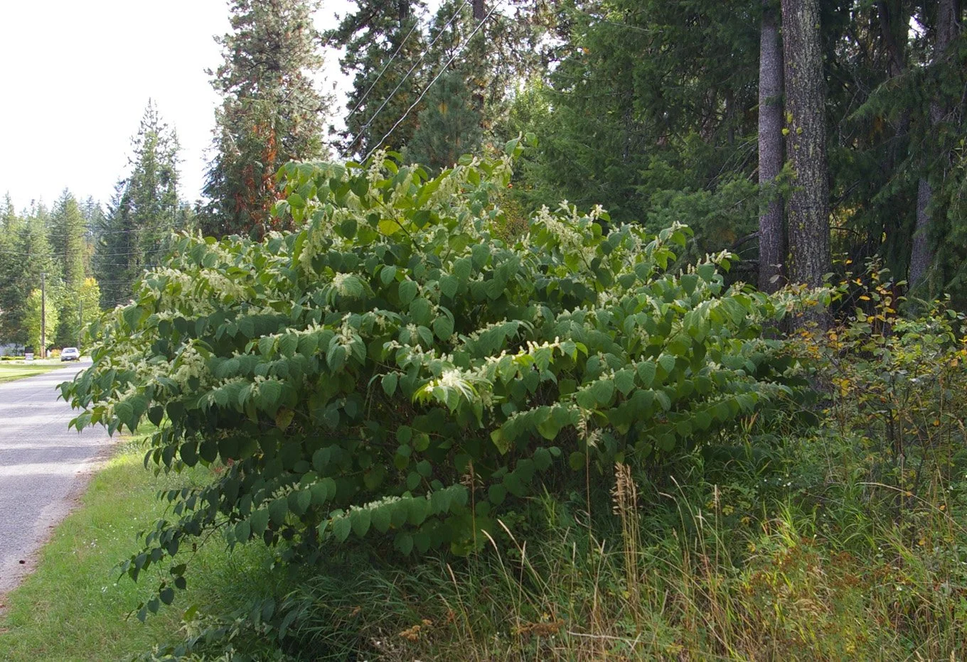 Knotweed: What it Is and What to Do