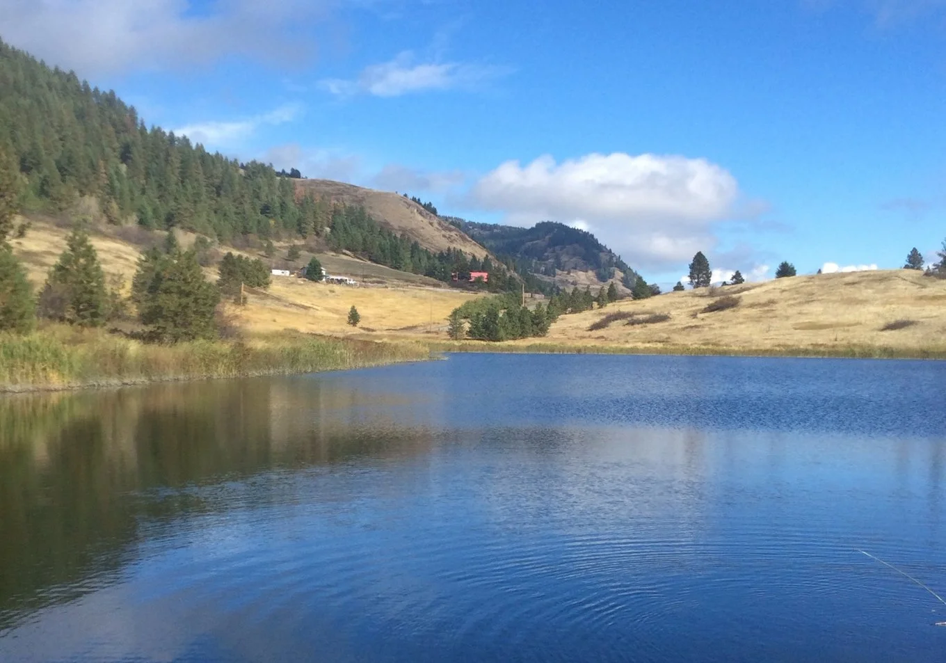 Invasive Species — Saddle Lake