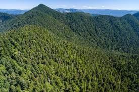 Old growth harvesting deferred in Fairy Creek, Walbran areas