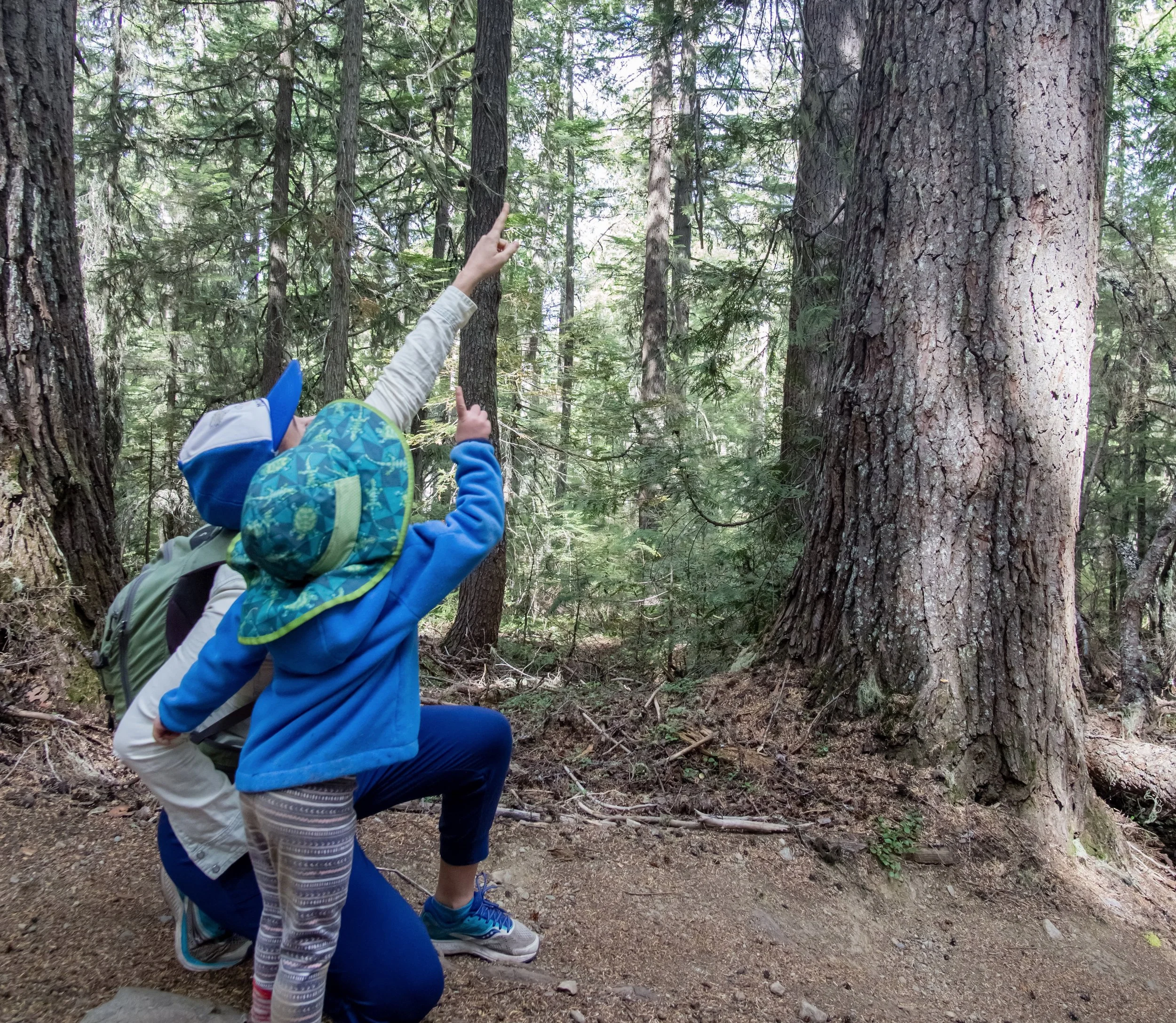 Op/Ed: An update on BC’s last remaining old growth forests