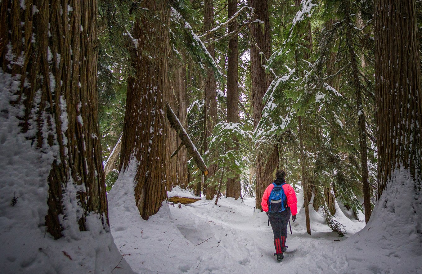 Rossland passes motion to defend BC’s last remaining Old-Growth Forests