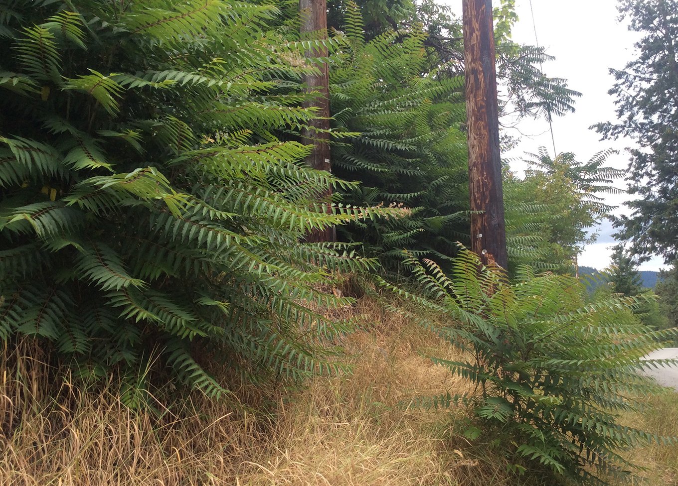 Invasive Species — Tree of Heaven