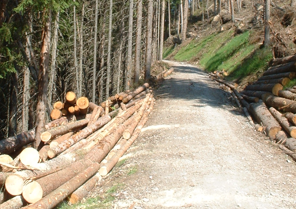 Logging project reducing risk of wildfire in Nelson’s watershed