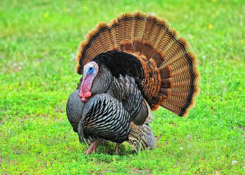 Op/Ed: The conservation success of an unsung holiday hero