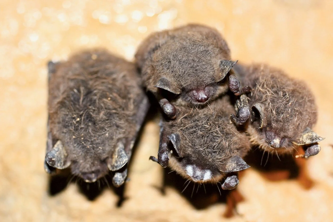 Halloween — perfect time of year to counter bat myths