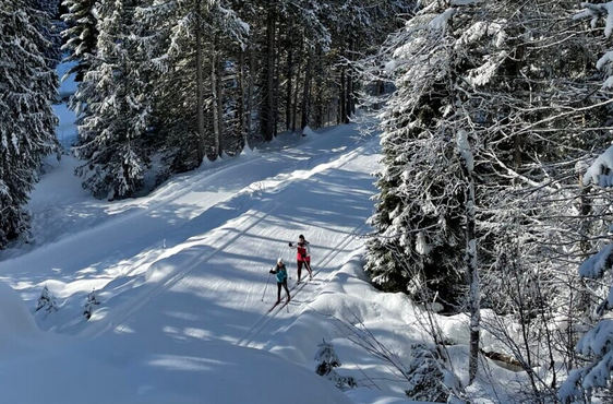 Tree logging beside Apex Loop has left Nelson Nordic Ski Club with loss of part of the loop