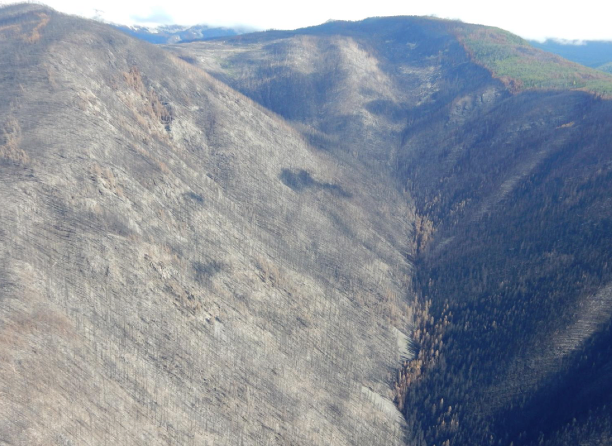 Effect of Octopus Creek wildfire to be felt for years: report