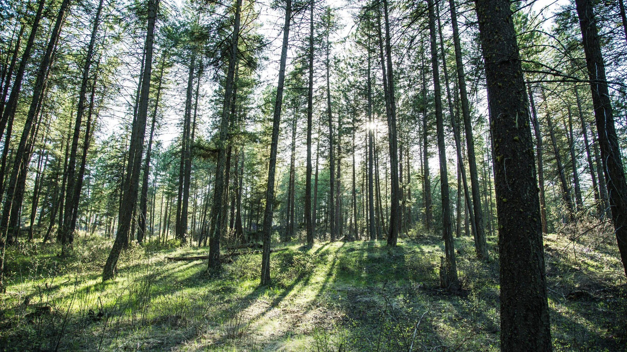 As wildfires grow more extreme, how much protection can fuel treatment buy?