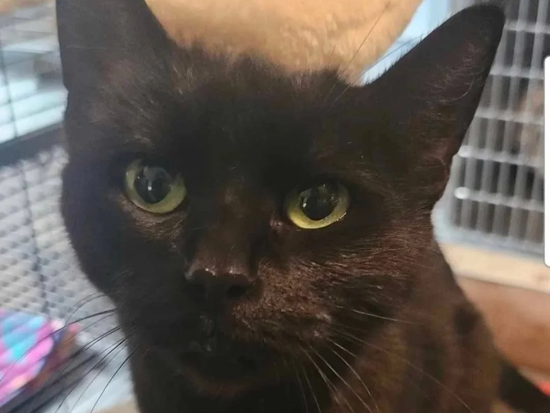Pet of the Week: Kittybeans