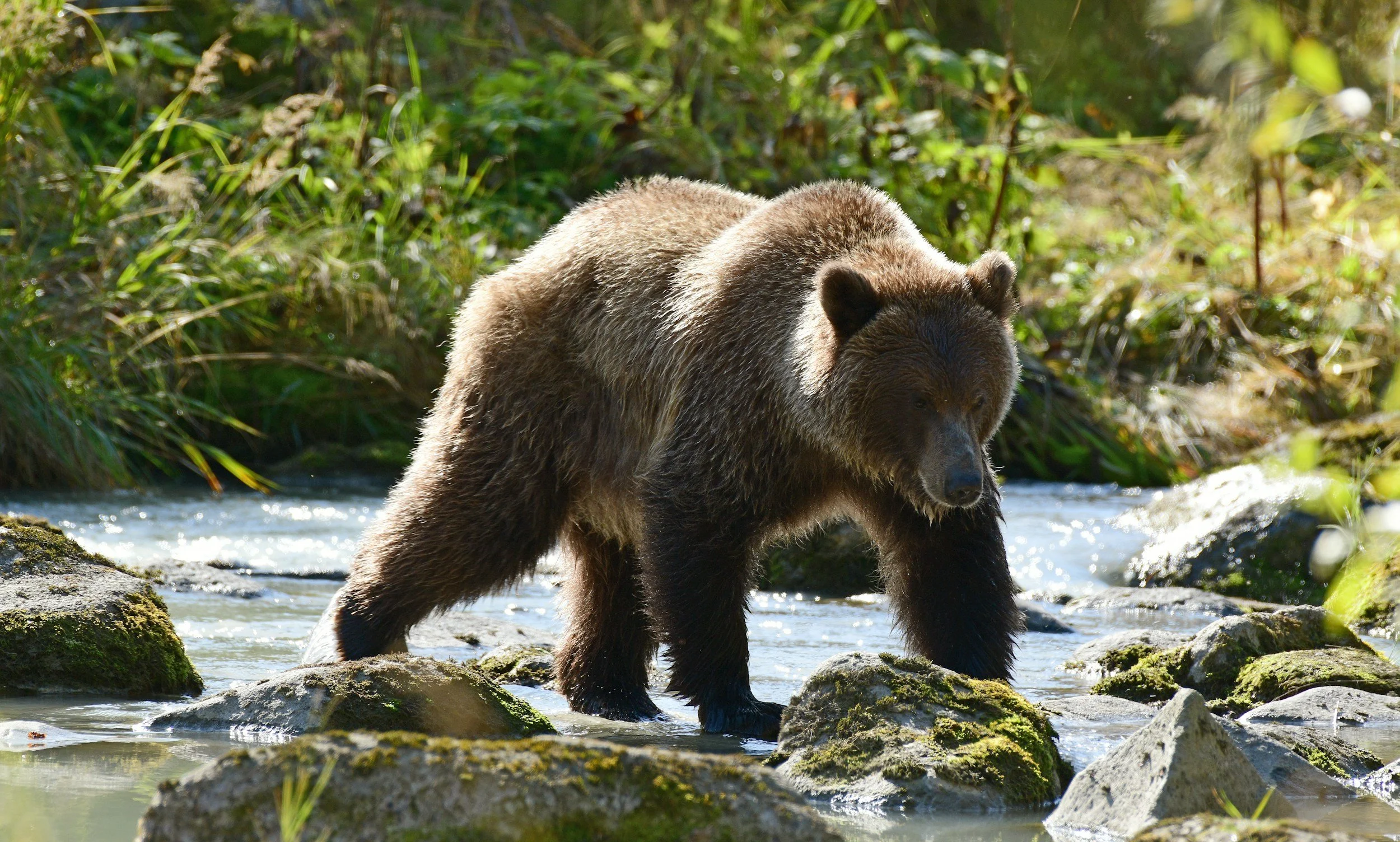 Third bear from Nelson grizzly family killed after relocation to Christina Lake