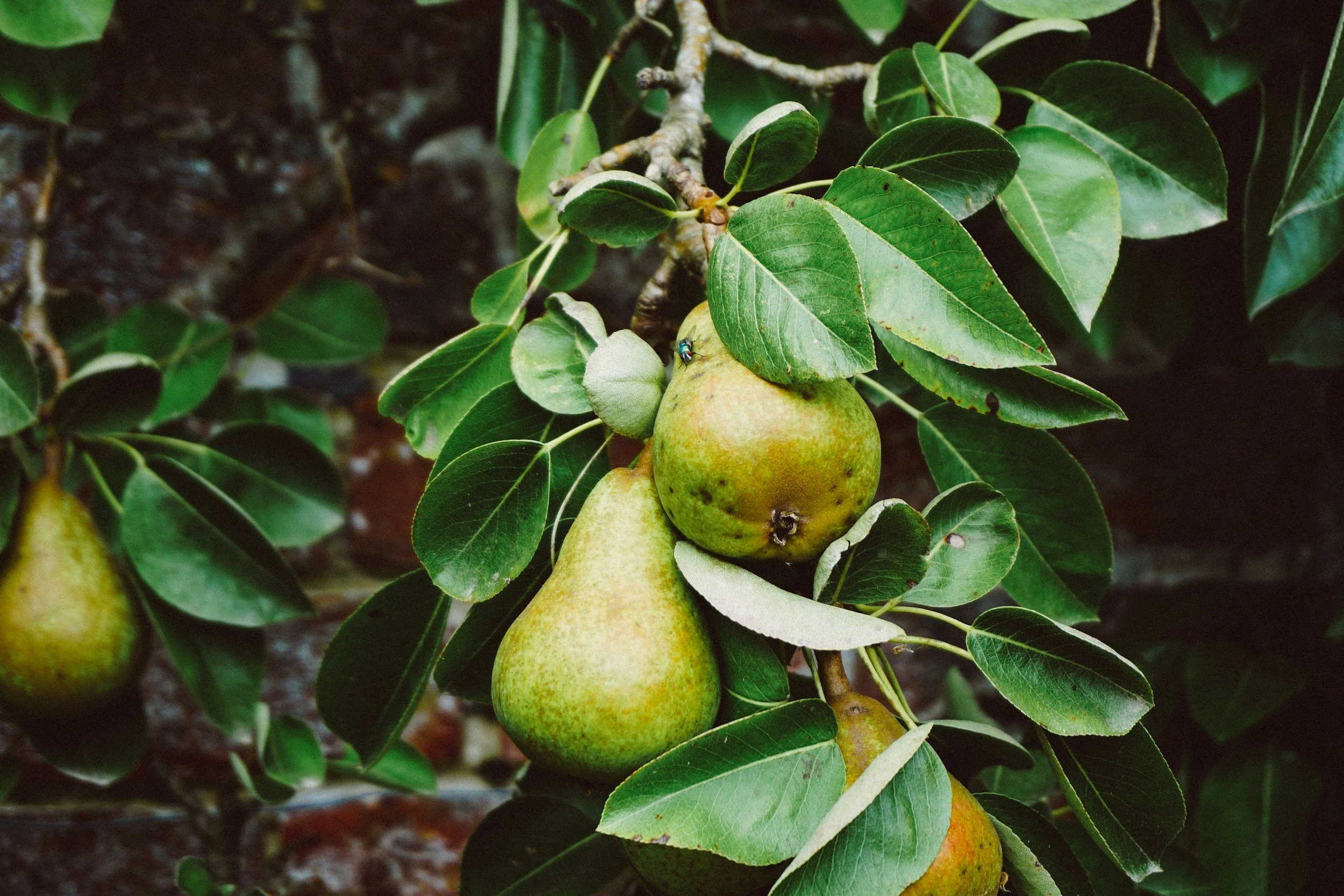 Nelson launches Fruit Tree Week to reduce wildlife attractants