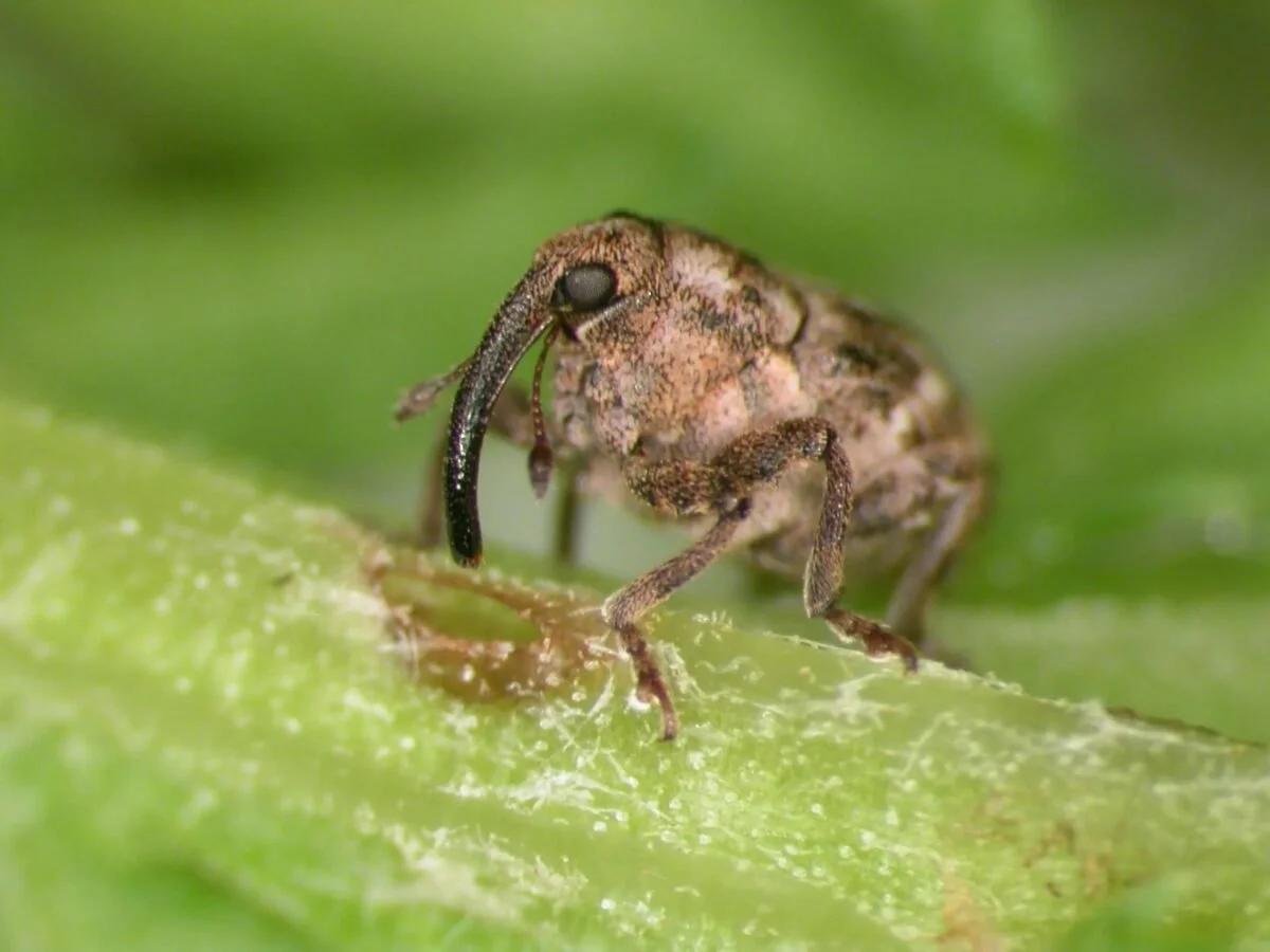 New weevil released in B.C. targets common tansy already established in the Boundary