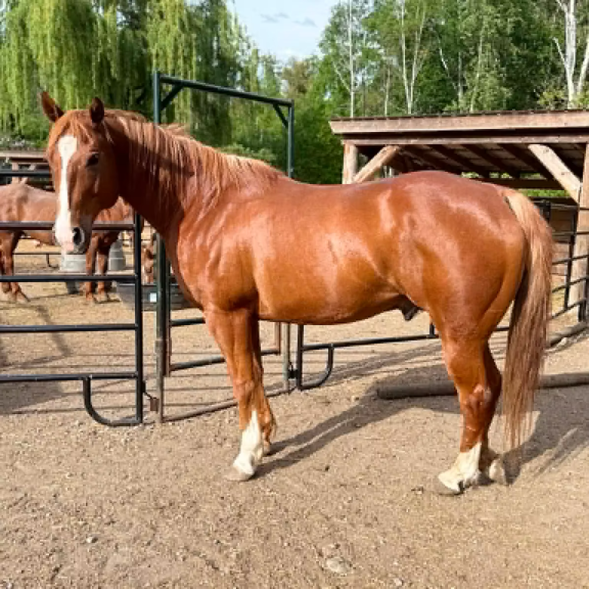 ‘We wouldn’t have made it out’: Horse rescuer warns wildfire evacuation starts long before an order