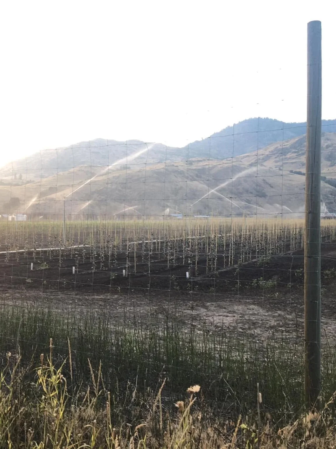 Sprinklers irrigate rows of young crops in a valley field, with hills and mountains in the distance.