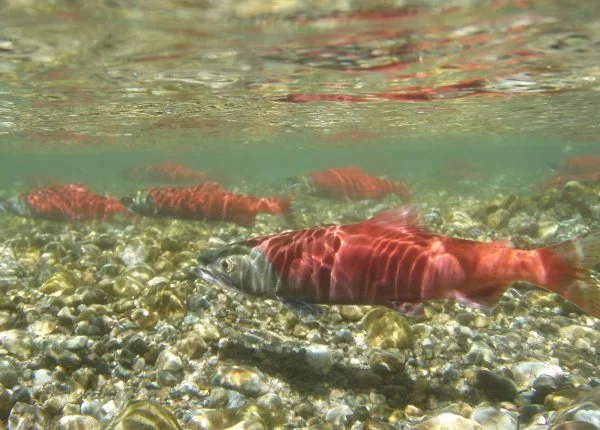 Kokanee Creek count far below past two years as drought pressures fish elsewhere in southern Interior