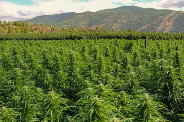 Christina Lake Cannabis weighs $18M offer alongside earlier $15M proposal