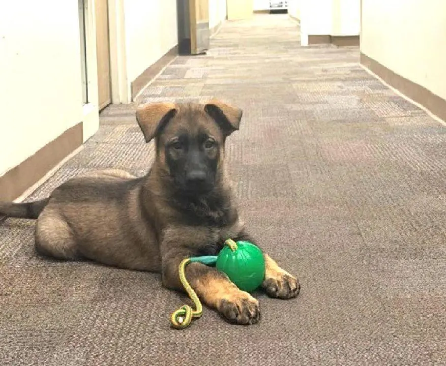 Nanaimo police dog Neon carries RCMP working-dog lineage