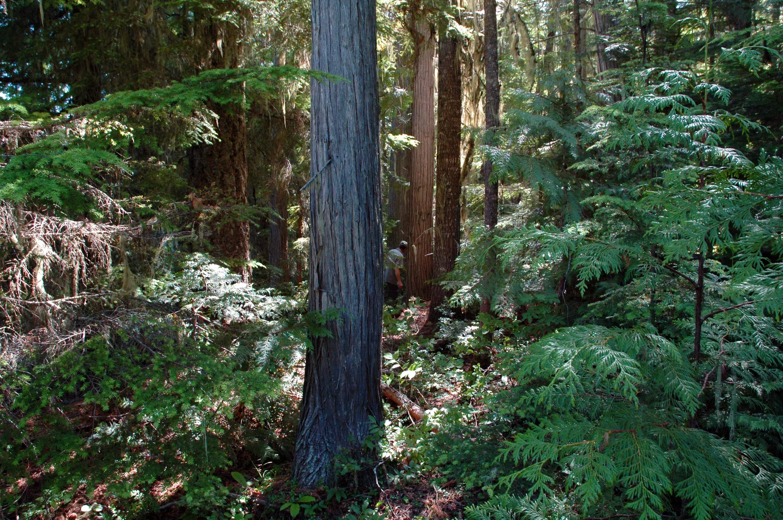 Grand Forks-developed forest reform proposal reaches B.C. ministers