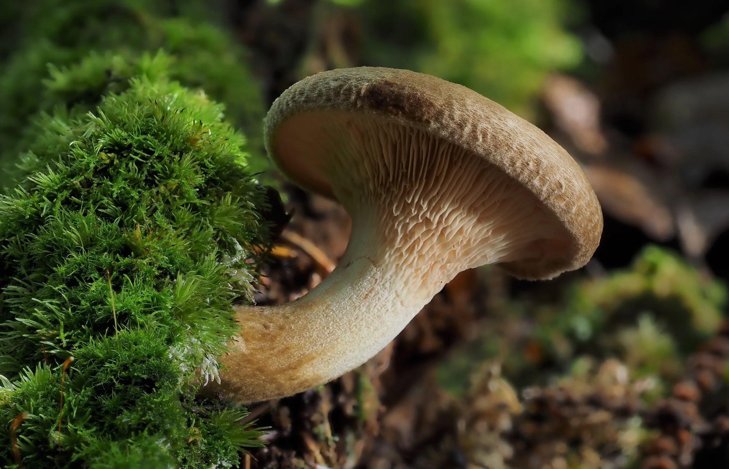 Interior Health warns against eating mushrooms sold at Harrop Community Hall