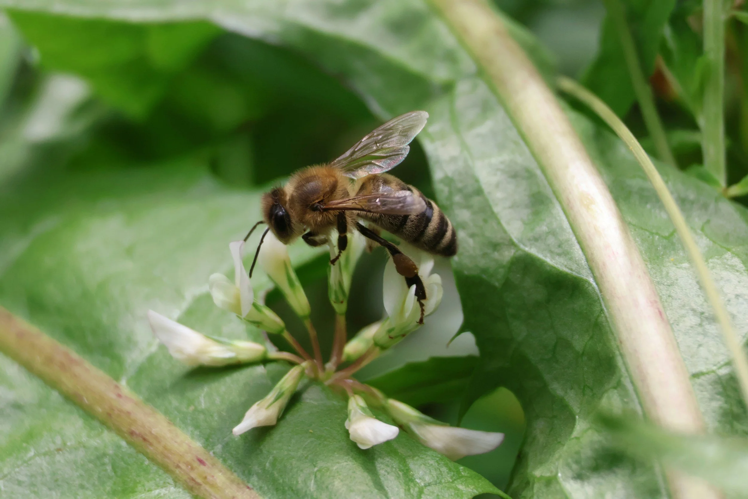 Un'ape che si trova su un fiore bianco tra foglie verdi.