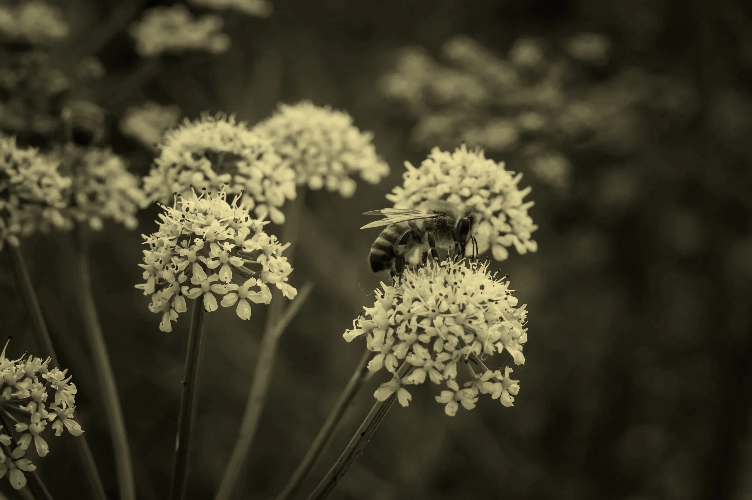 Immagine in bianco e nero di api che raccolgono nettare da fiori piccoli e numerosi in un campo.