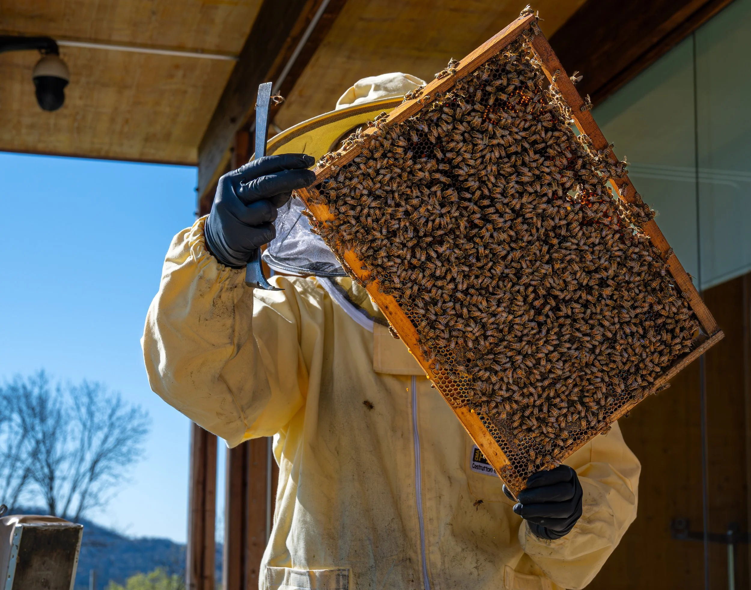 Immagine di un apicoltore che tiene un quadro di celle di api con api che si muovono sopra, sotto un tetto in legno in un giorno soleggiato.