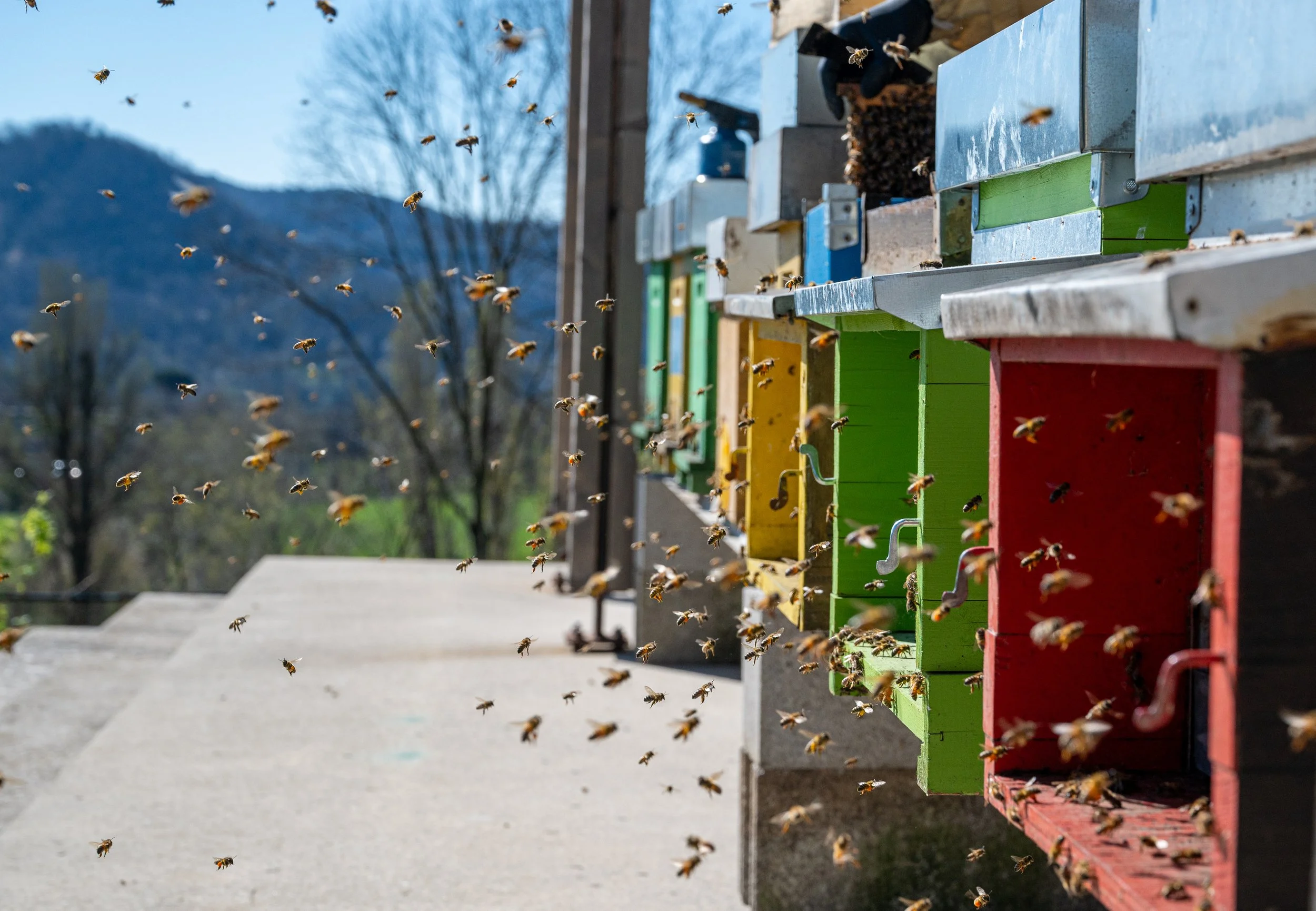 Abeilles che volano vicino a delle casette di colori diversi, che sono le arnie in un apiario all'aperto con alberi e montagne sullo sfondo.
