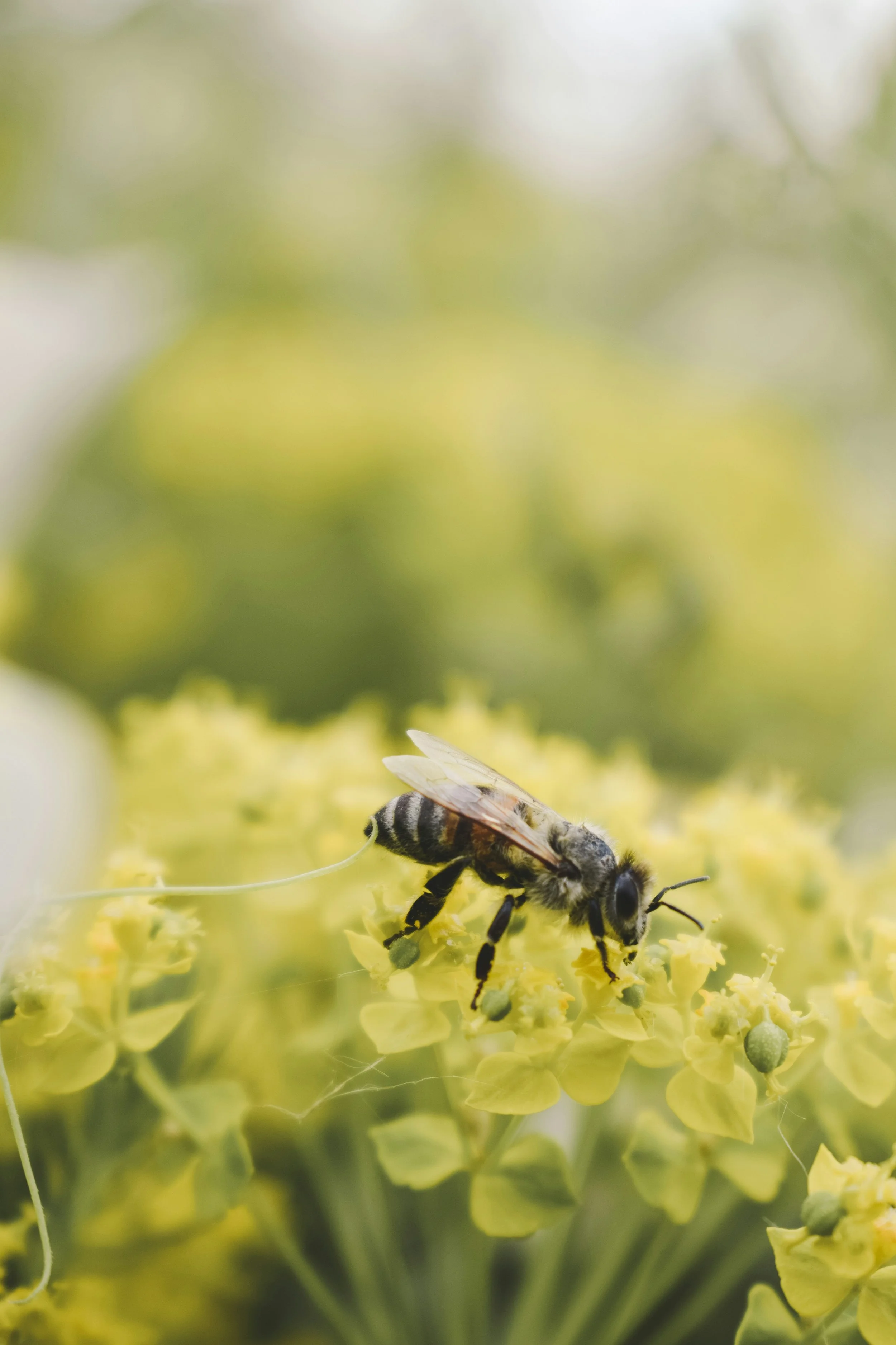 Un'ape su una pianta di fiore giallo, con uno sfondo sfocato di foglie verdi.