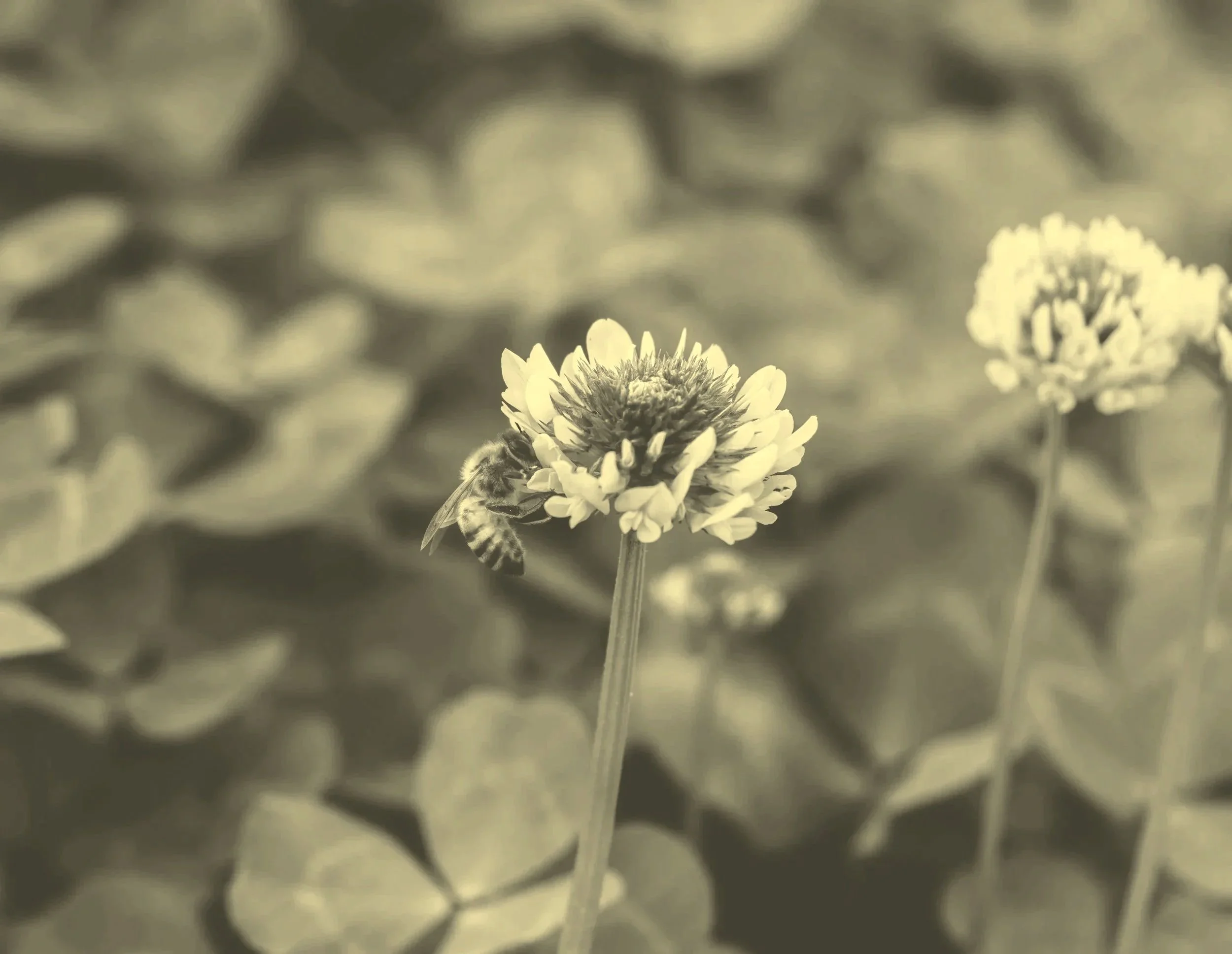 Un fiore bianco con una ape che si posa su di esso, su uno sfondo sfocato di altri fiori e foglie.