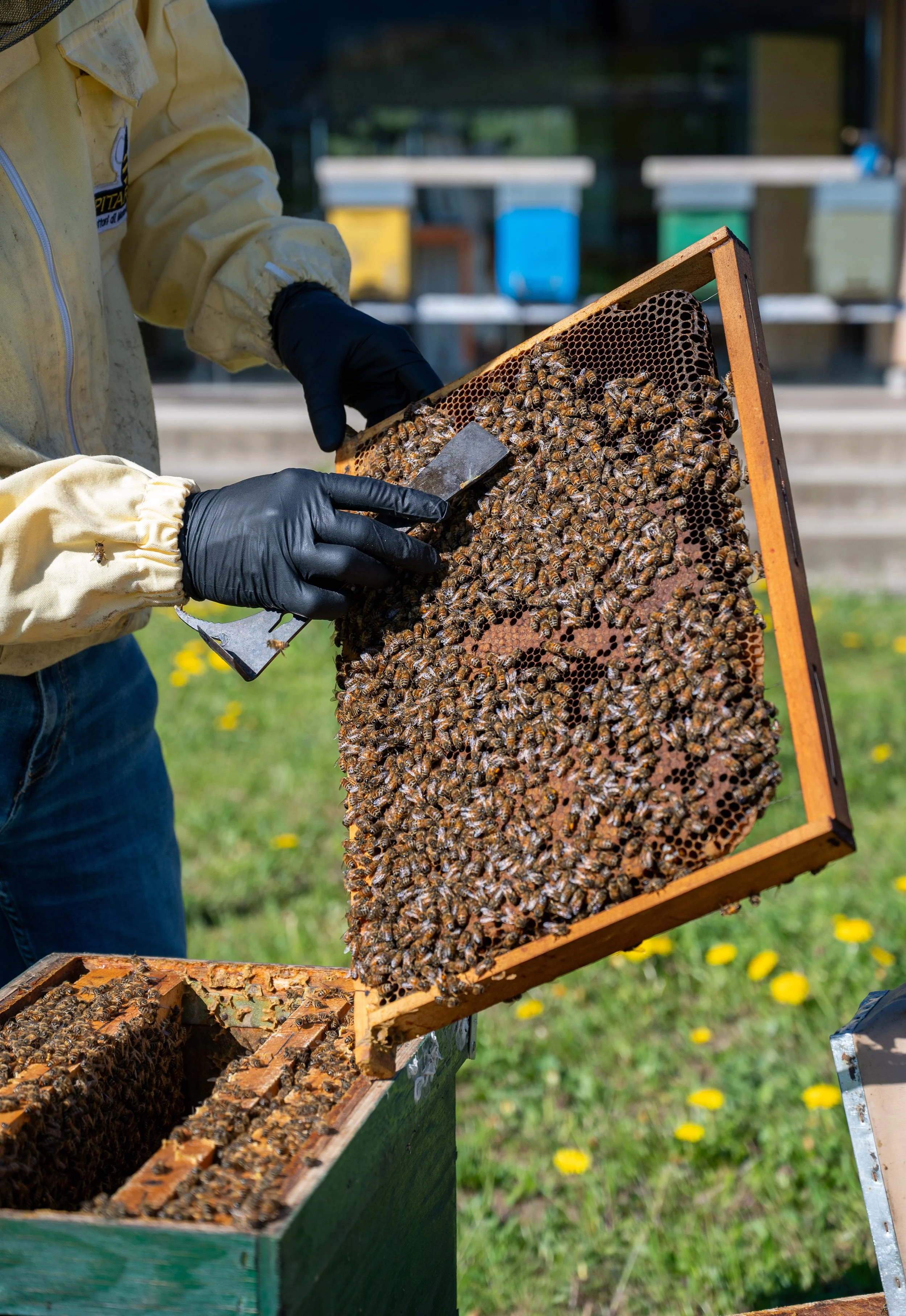 Una persona con guanti neri e giacca gialla che controlla un favo di api su un alveare appoggiato su una struttura. Sfondo di fiori di campo e scatole di api di vari colori.