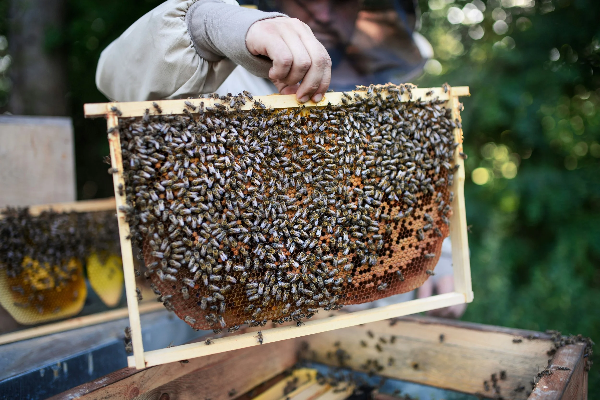 Immagine di un apicoltore che sta controllando un'arnia con molte api, con delle strutture di supporto in legno, in un ambiente naturale.