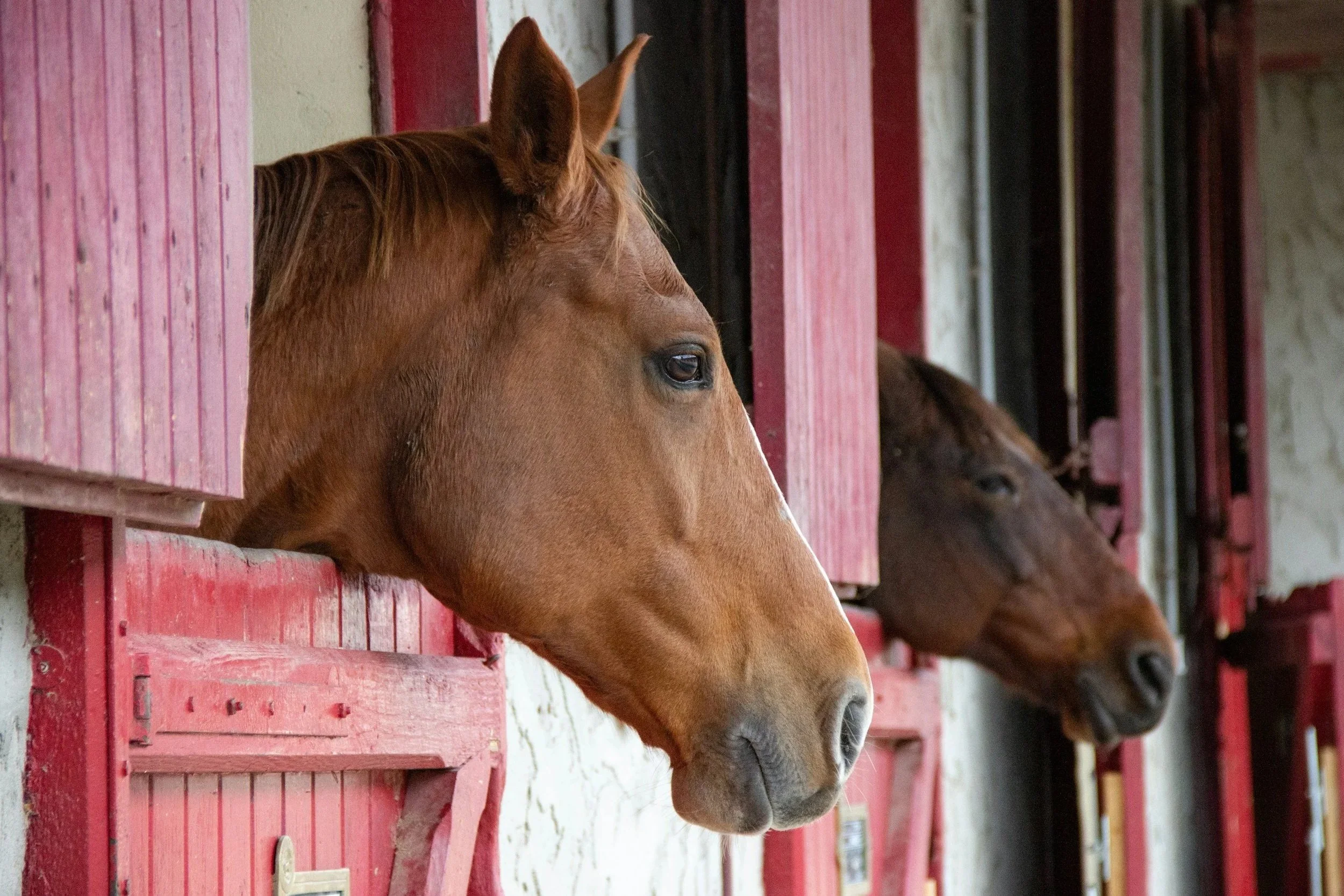 Brown horse with a white snip on its nose looking over a fenced stall with red wooden panels and metal bars.