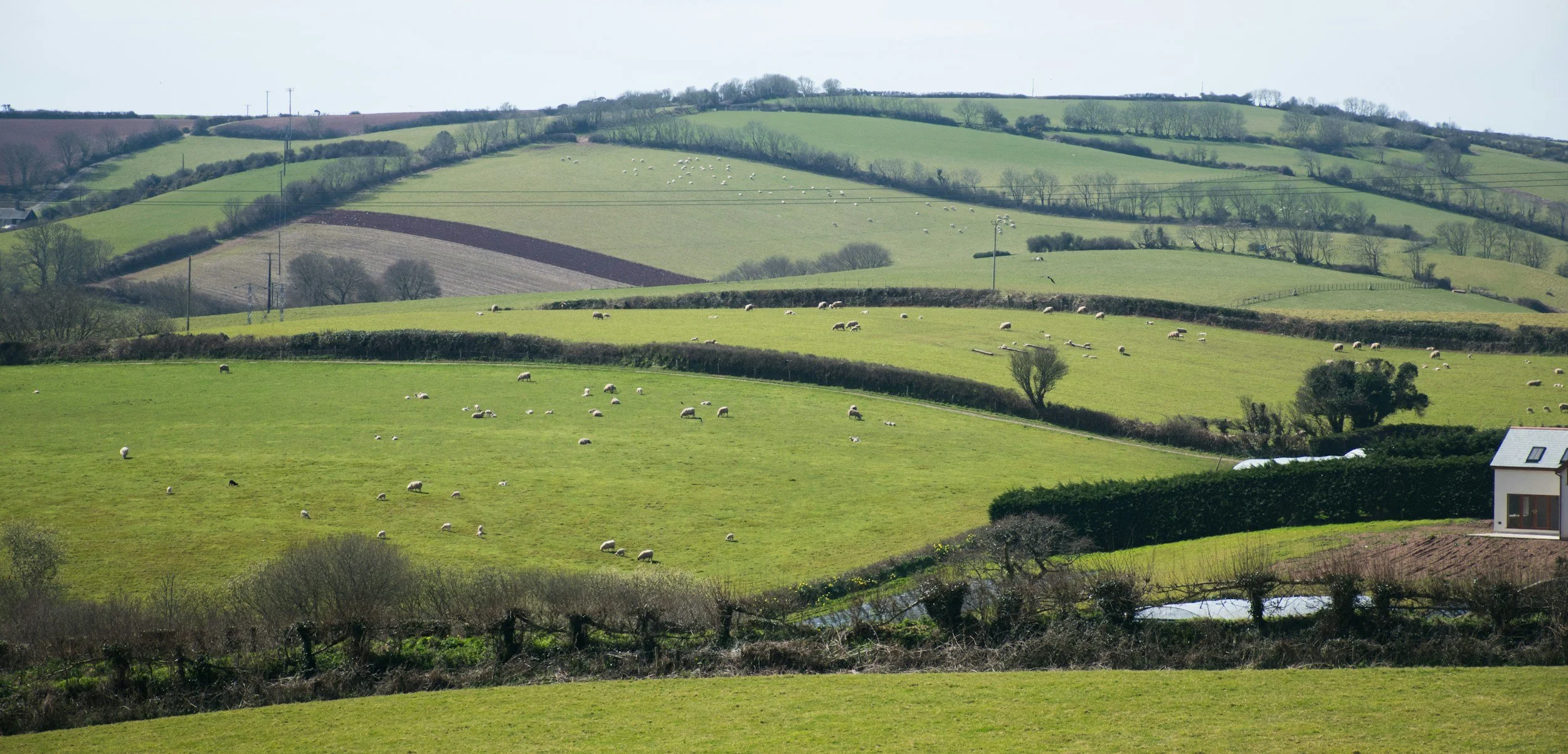 Rolling green hills with sheep grazing, separated by hedgerows, and a white house with a red roof in the foreground.