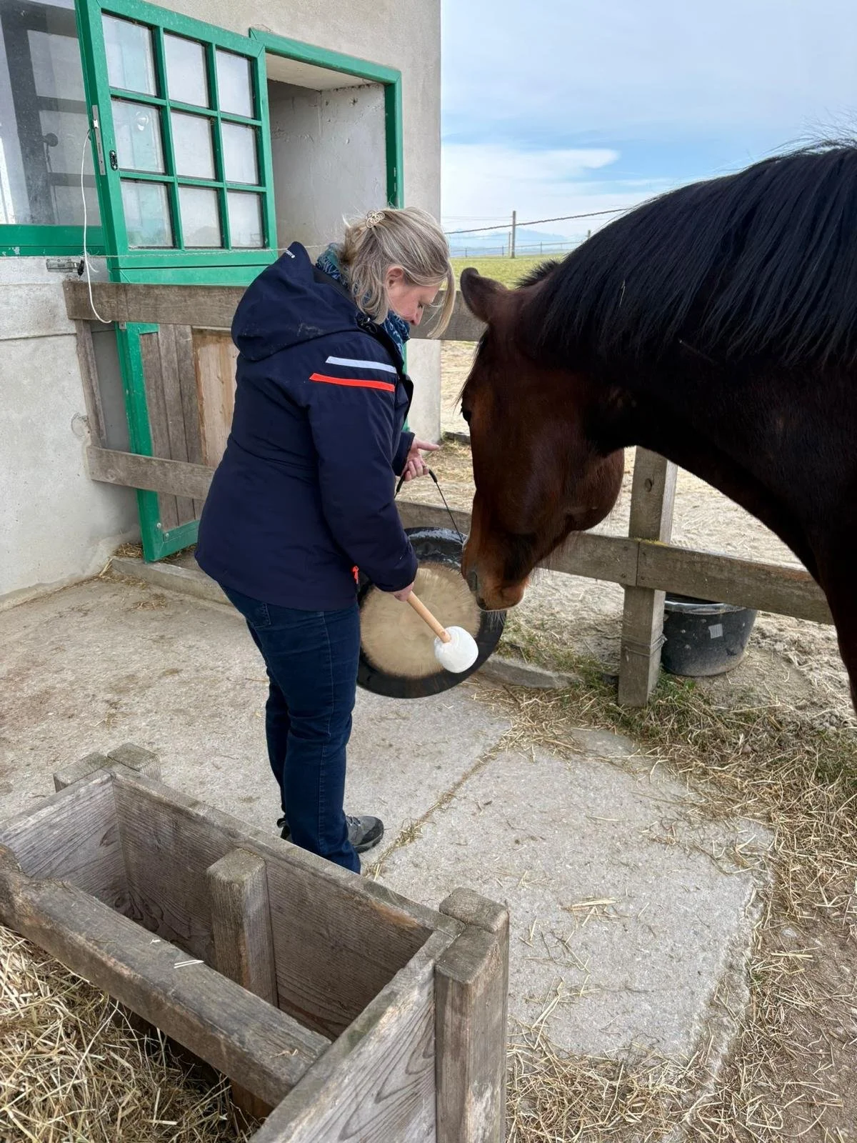 Une femme donne à manger à un cheval dans un enclos extérieur avec un bâtiment en pierre et un petit open barn. Il y a aussi un conteneur en plastique noir dans l'arrière-plan.