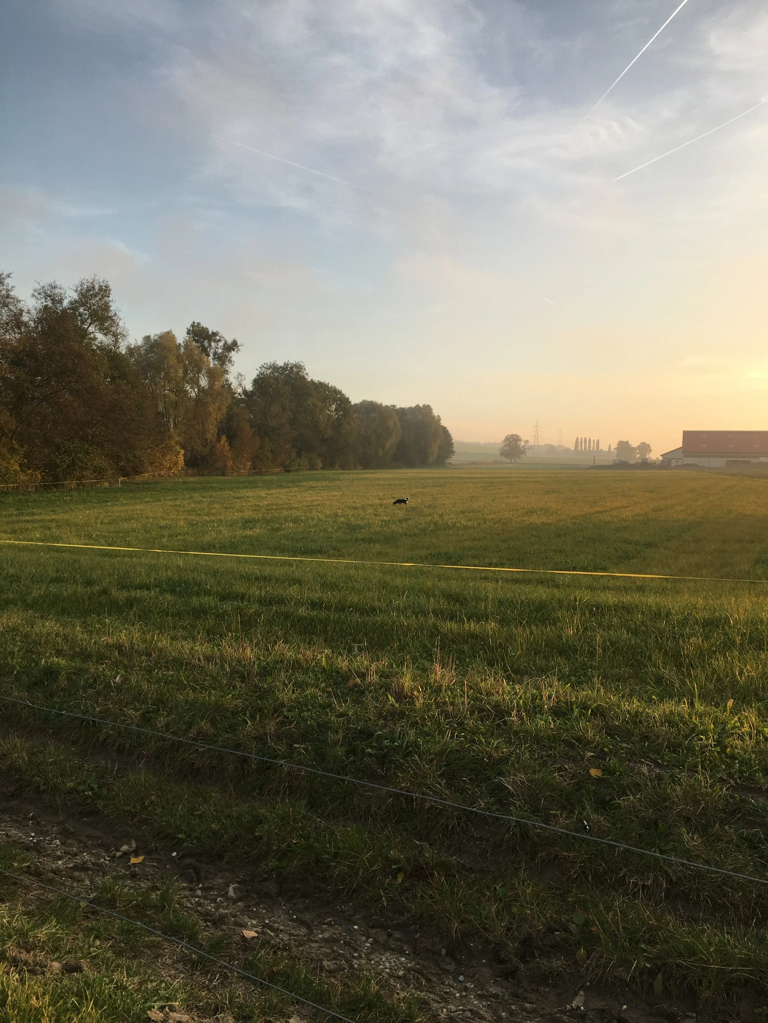 Paysage rural au coucher du soleil avec un ciel partiellement nuageux, des arbres à gauche, un bâtiment à droite, et un chien noir et blanc dans le champ.