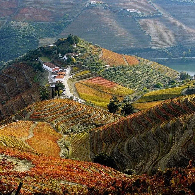 Just wrapped a 10-day Portugal itinerary for a client for fall when the Douro turns shades of red and gold like this. 🍁 💫 

Things came together quickly, thanks to partners abroad who open doors most travelers never find&hellip;a highly coveted win