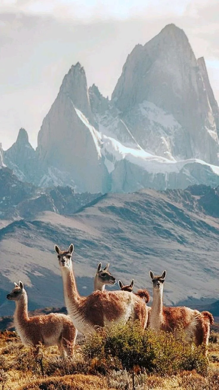 Four llamas standing on grassy terrain with mountainous snow-capped peaks in the background.