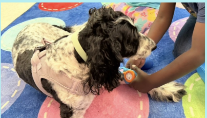 Dog with black and white fur lying on a colorful blanket, being examined with a stethoscope by a person.
