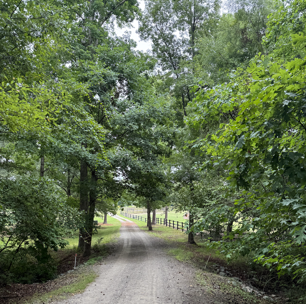 A gravel path surrounded by lush, green trees leading towards a fenced pasture in the distance.