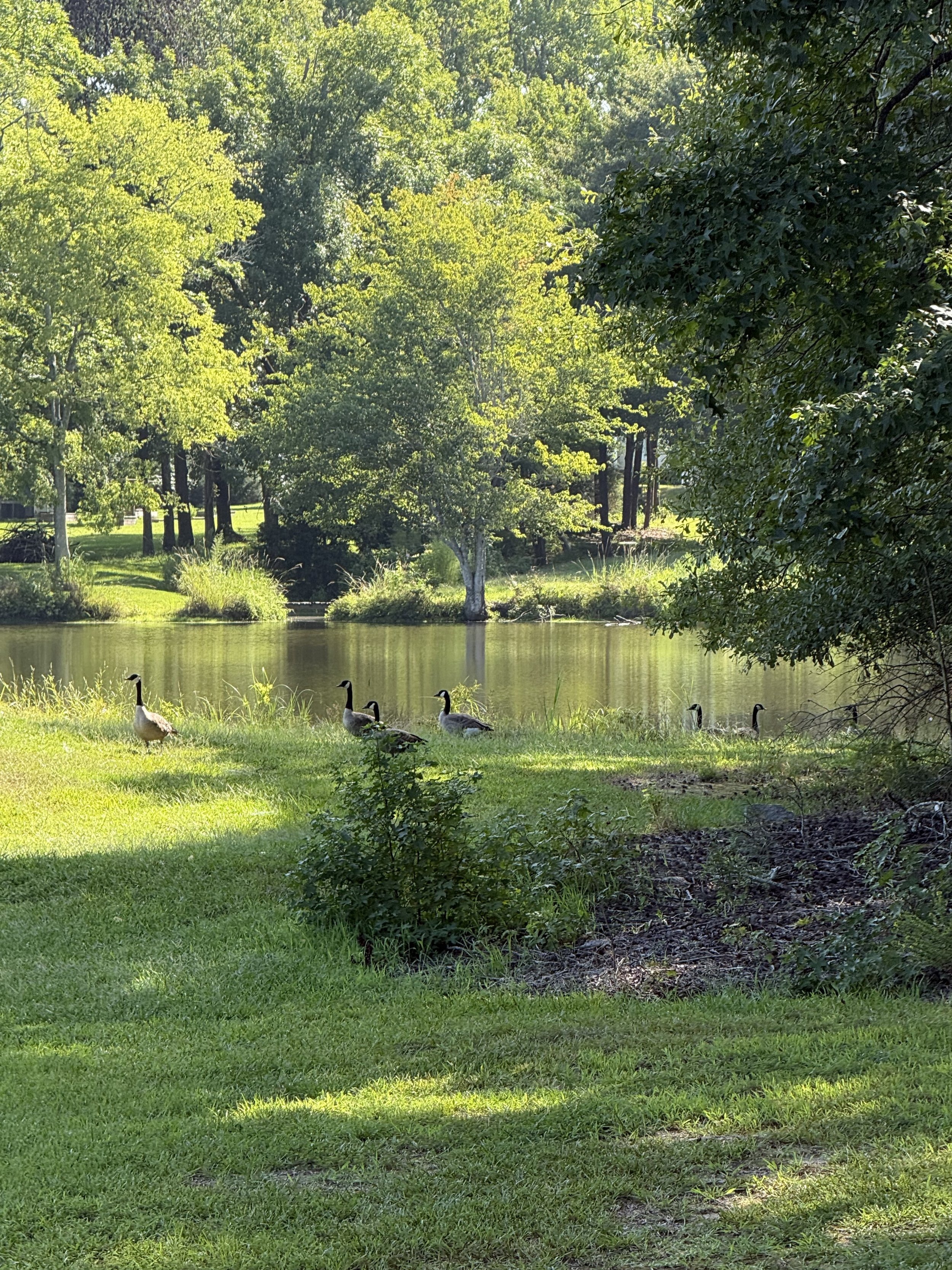 A peaceful scene at a pond with a flock of geese near the water's edge, surrounded by lush green trees and grass.