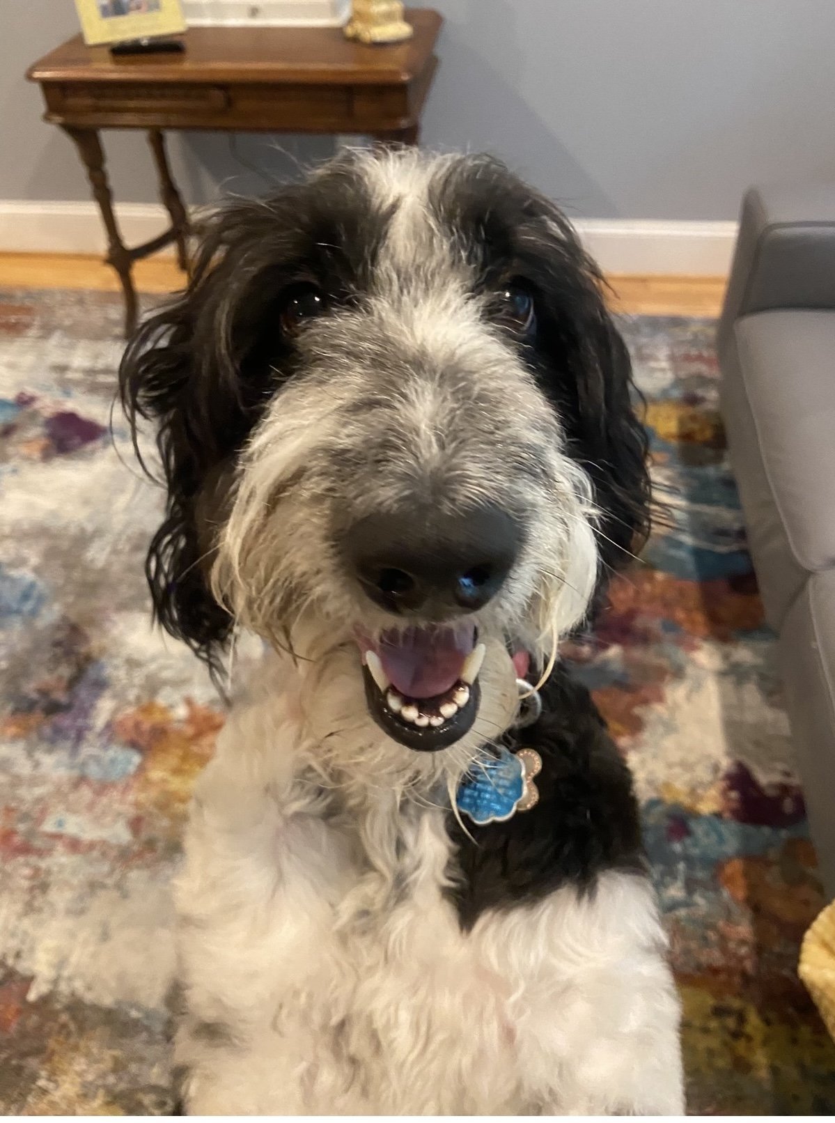 A happy black and white dog with curly fur, sitting on a colorful rug indoors, looking at the camera with its mouth open.