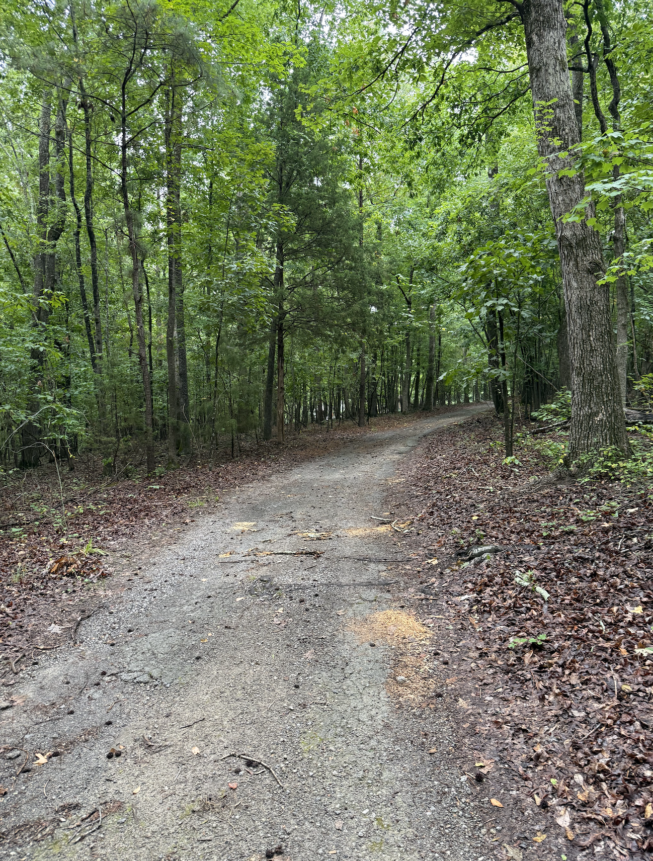 A dirt trail winding through a dense forest with green leaves on trees and a mix of soil and fallen leaves on the ground.