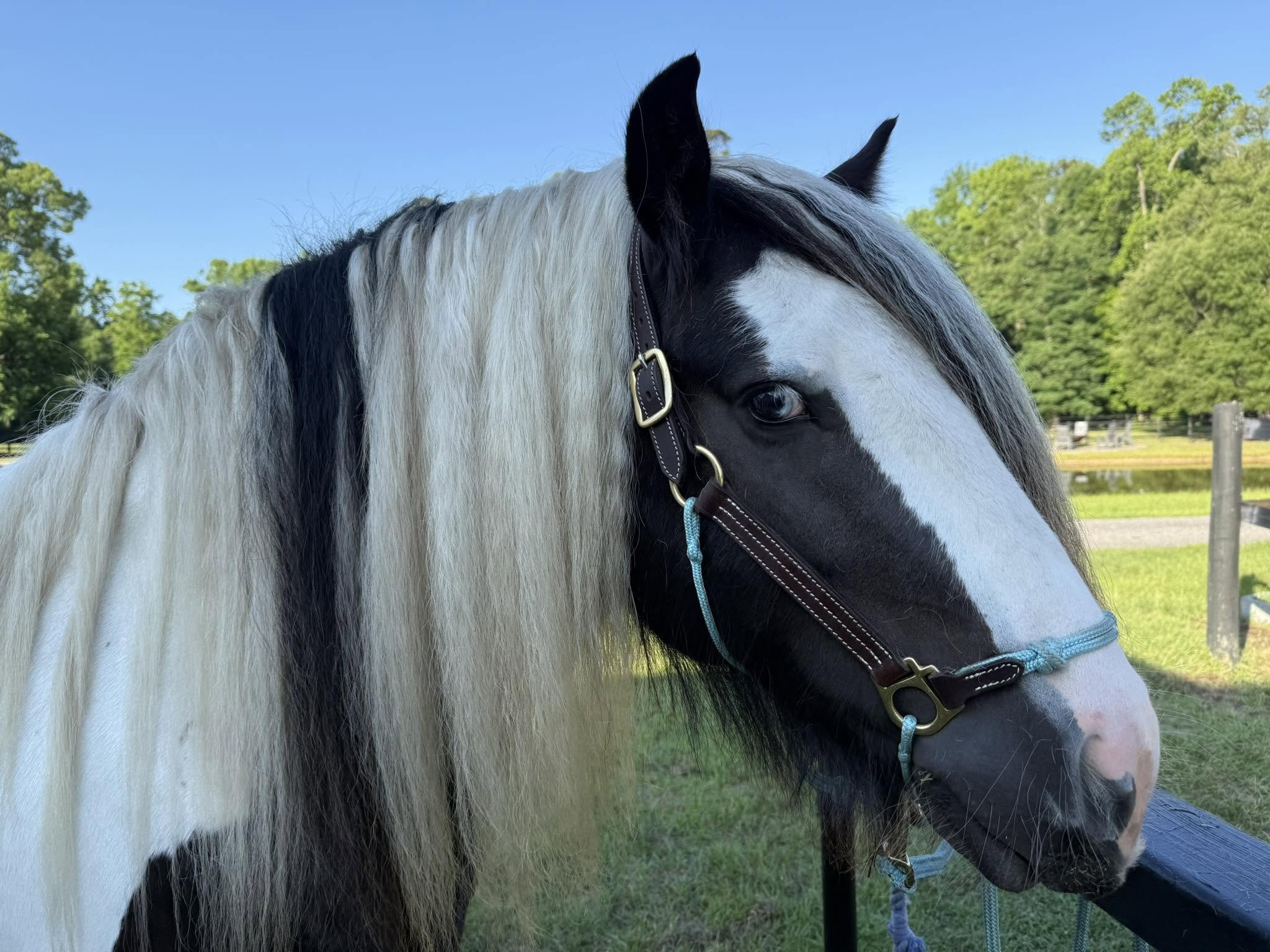 Close-up of a black and white horse with a blue sky and green trees in the background.